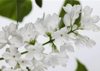FLIEDER - EINPFLANZEN IM GARTEN
