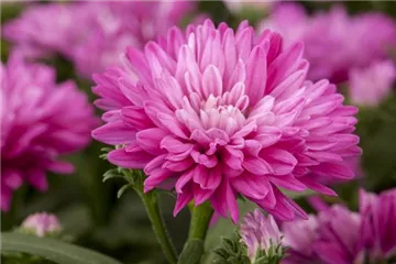 ASTERN - DIE STARS IM GARTEN ASTERN - DIE STARS IM GARTEN