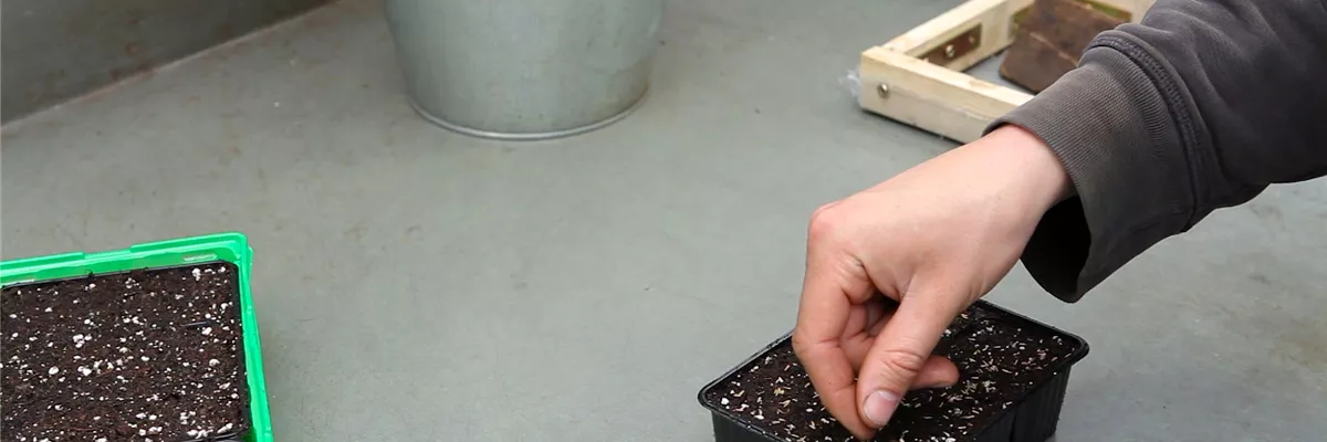 Zwergastern - Aussäen von Samen (thumbnail) Zwergastern - Aussäen von Samen (thumbnail)